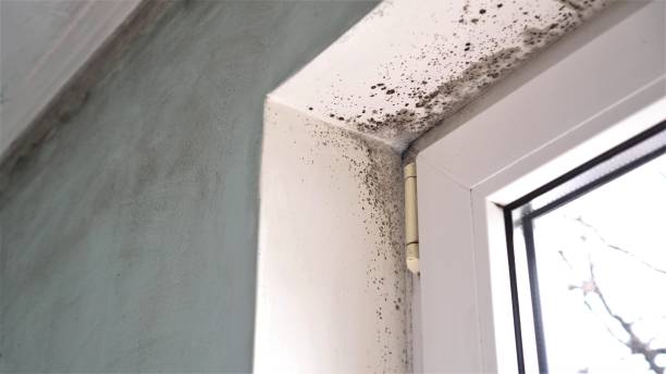 Best Mold Removal Company Near Me  in Powers Lake, WI