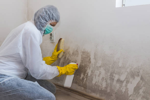 Best Attic Mold Removal  in Powers Lake, WI