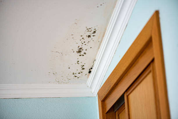 Best Local Mold Removal Service  in Powers Lake, WI