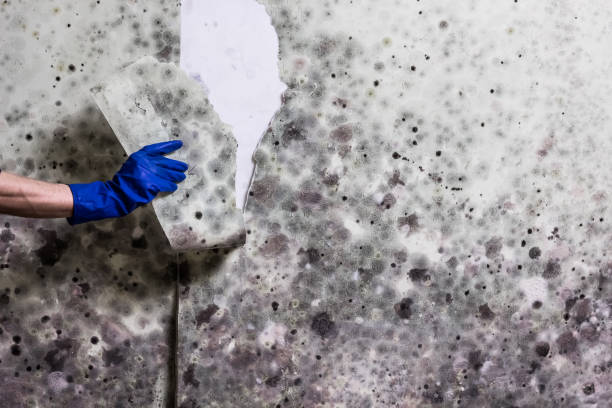 Best Same-Day Mold Removal  in Powers Lake, WI